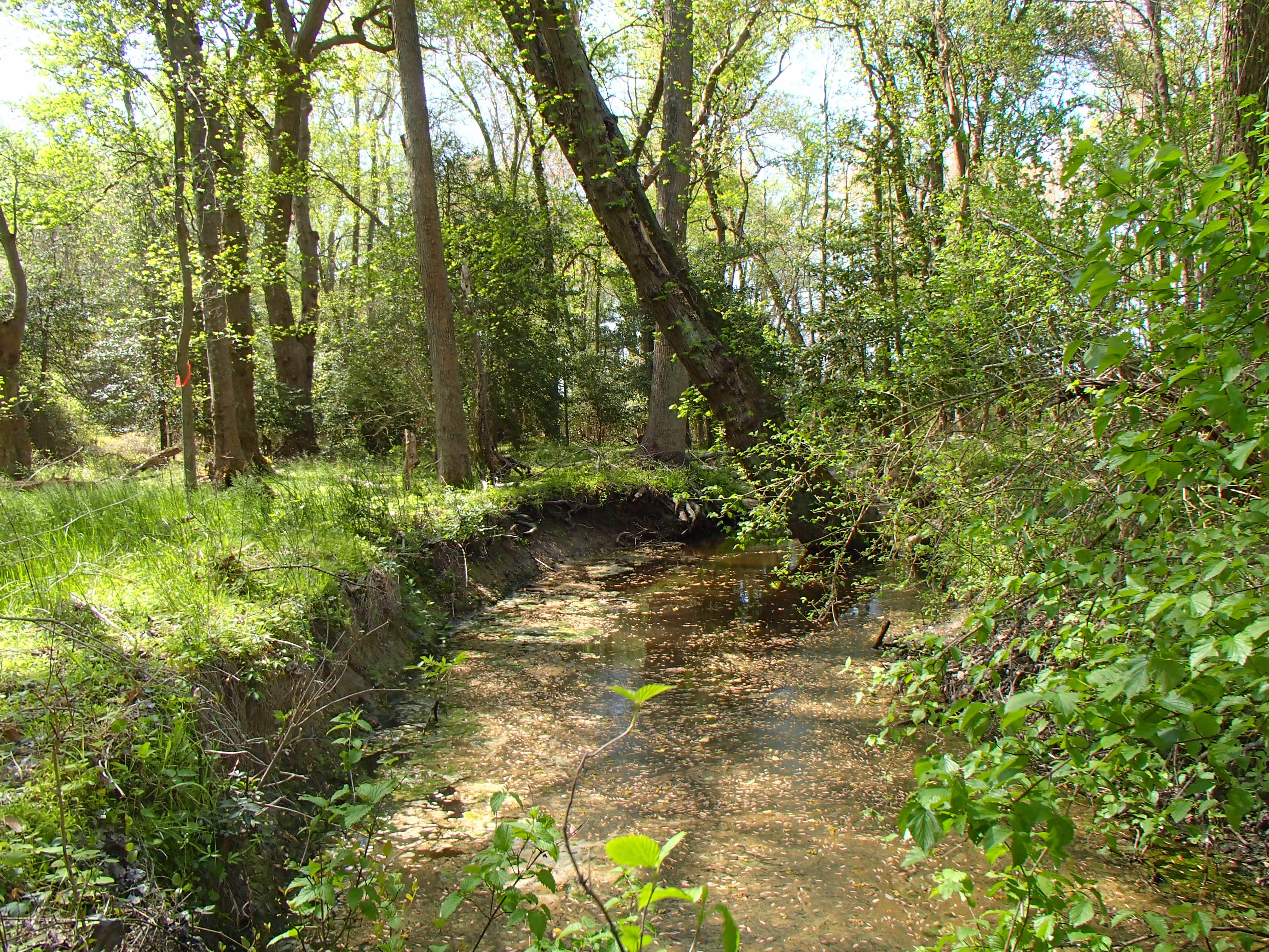 Field photo showing stream conditions at site LOPC-110-R-2016_Midpoint looking upstream